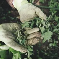 gardener pulling weeds